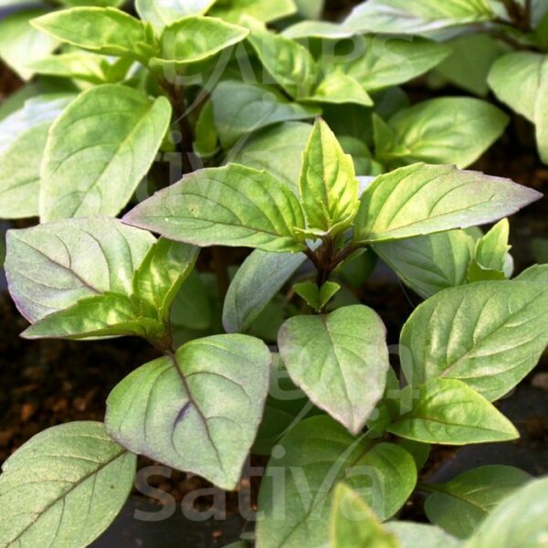 Basilic Thai - BIO