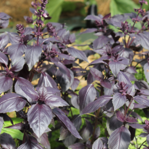Basilic pourpre - BIO