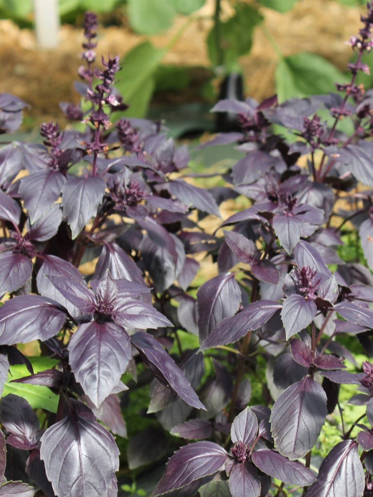 Basilic pourpre - BIO
