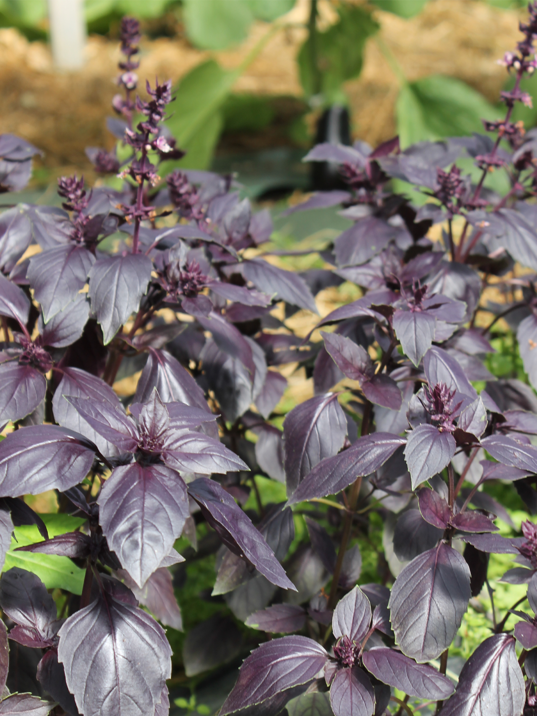 Basilic pourpre - BIO