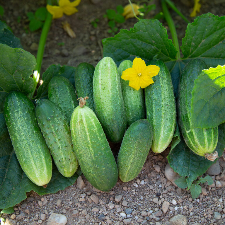 Cornichon BIO Terraseme