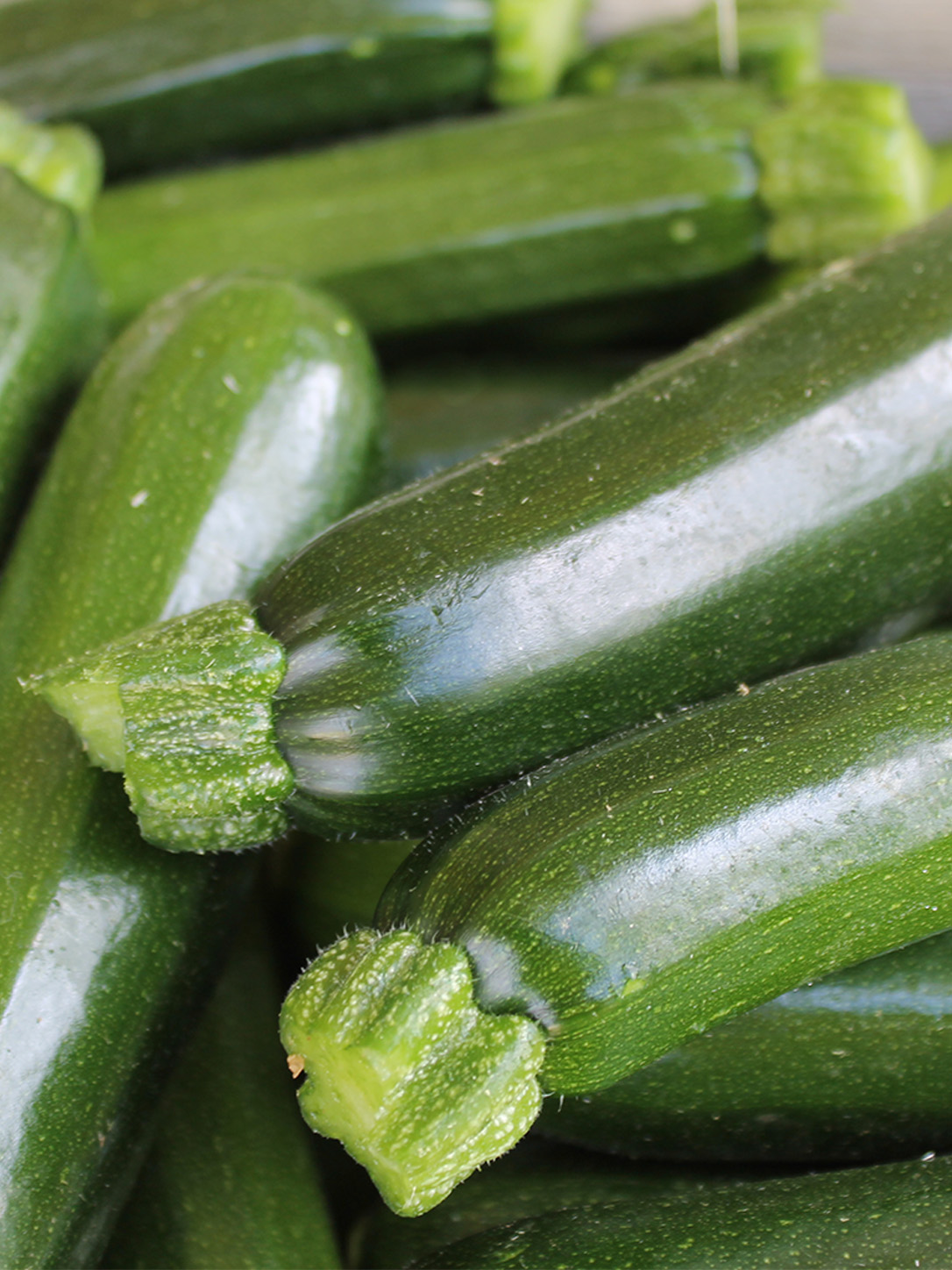 Courgette Black Beauty - BIO