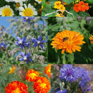 Fleurs comestibles en mélange - BIO