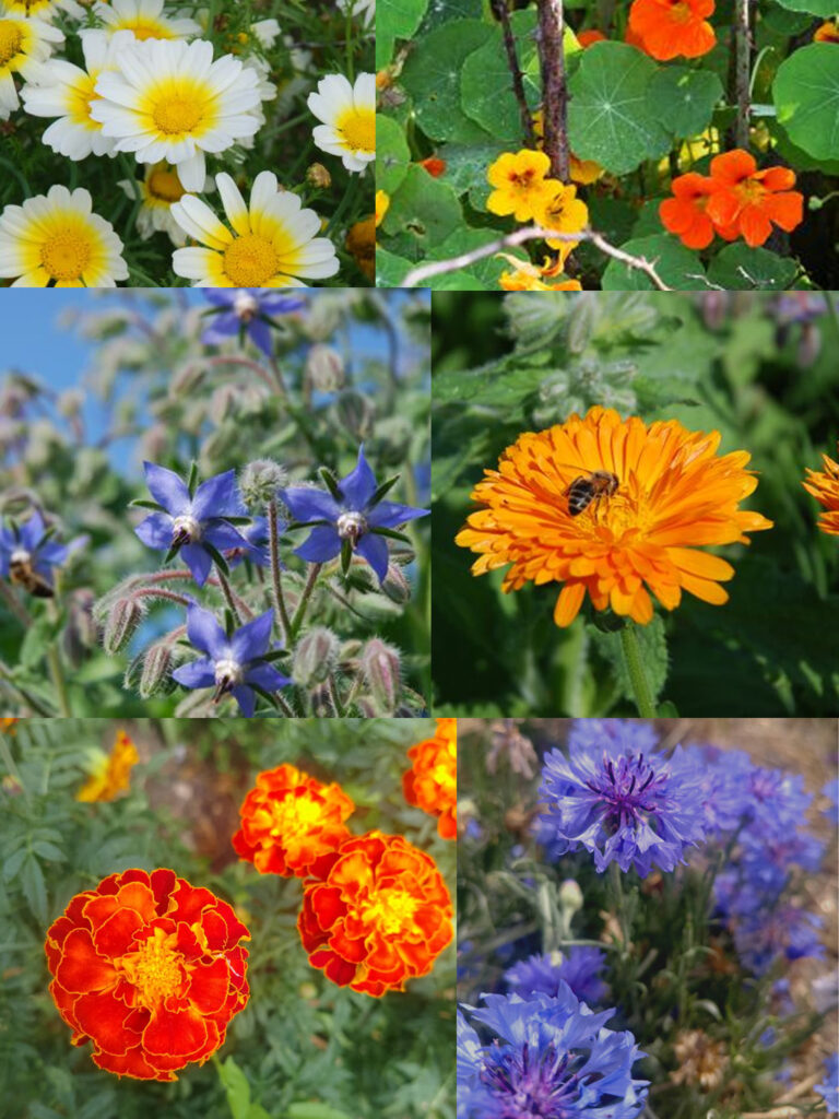 Fleurs comestibles en mélange - BIO