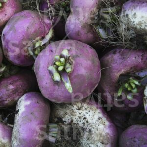 Navet de Milan Rouge - BIO