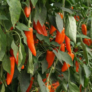 Poivron Lady Lou KS - BIO