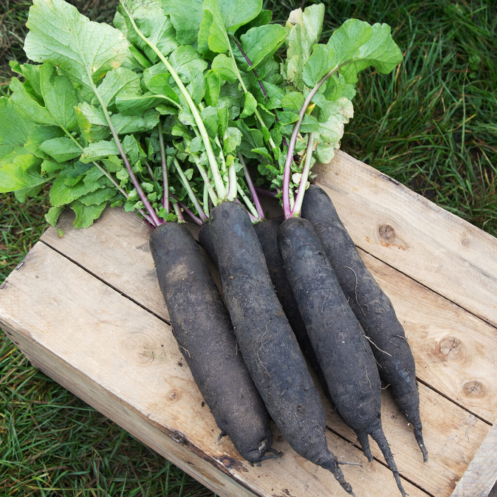 Radis Noir long BIO Terraseme