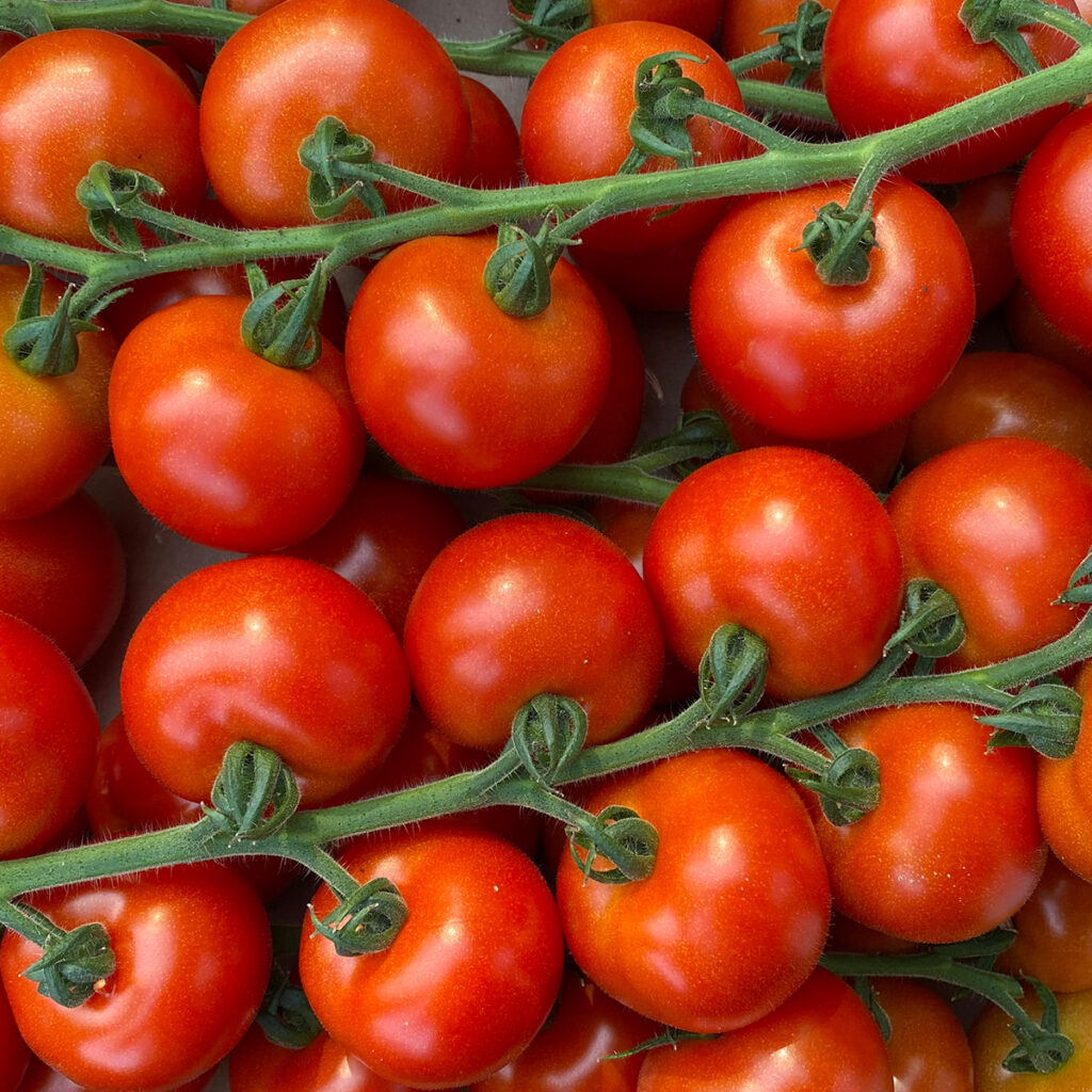 Tomate Annelies - BIO