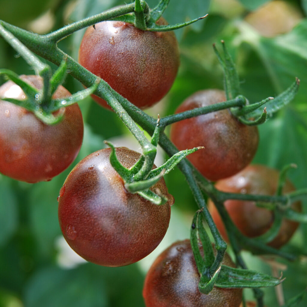 Tomate Black Cherry - BIO