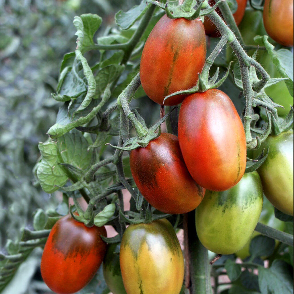 Tomate Black Plum - BIO