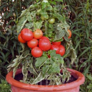Tomate Chaperon rouge KS - BIO