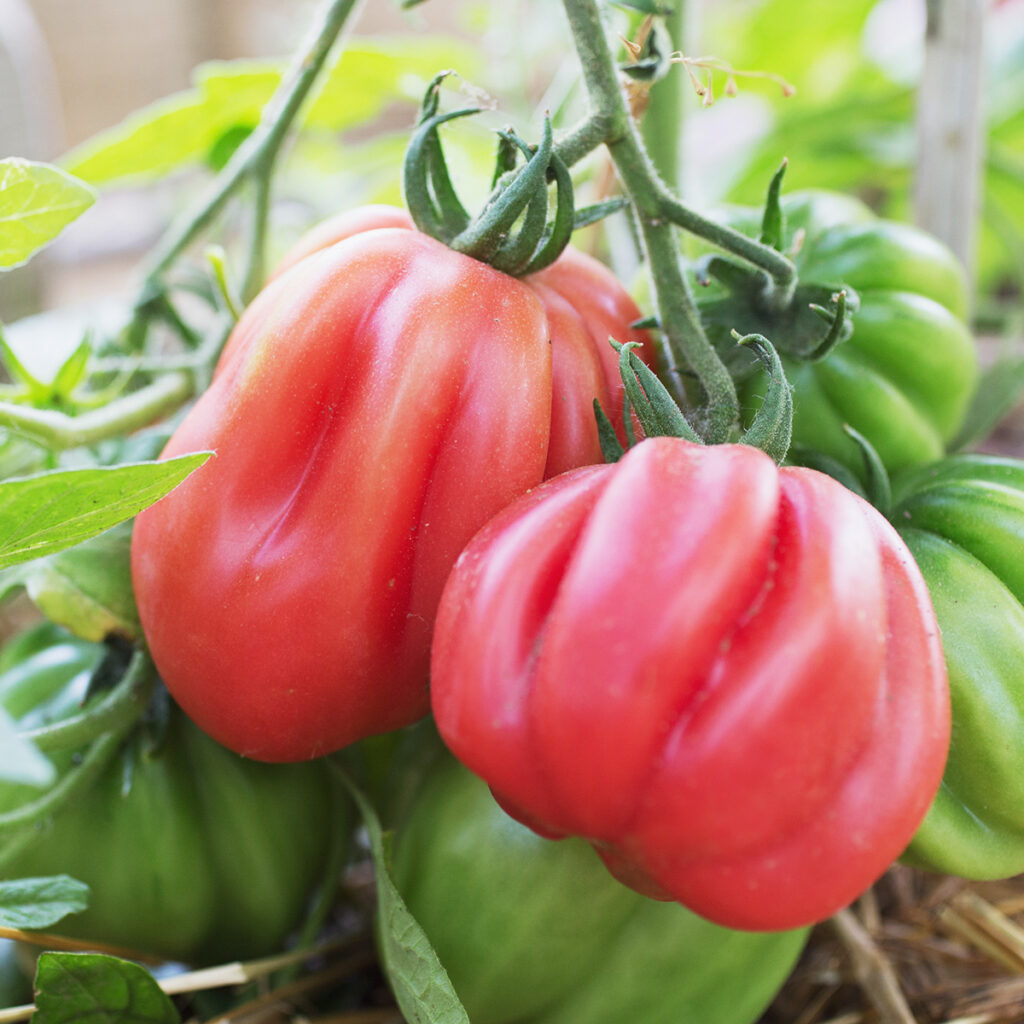 Tomate Dentelée de Bührer-Keel - BIO