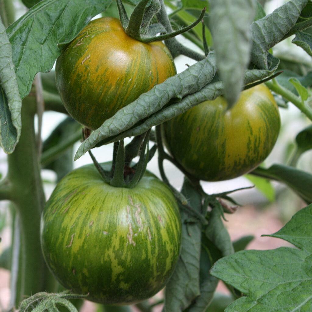 Tomate Green Zebra - BIO