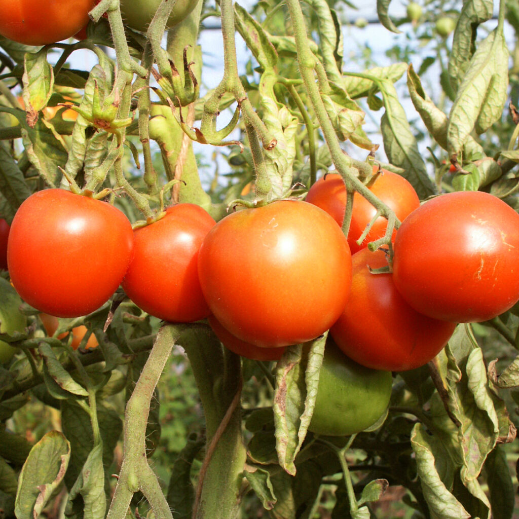 Tomate Sieger - BIO