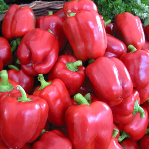 Poivron Yolo Wonder - BIO