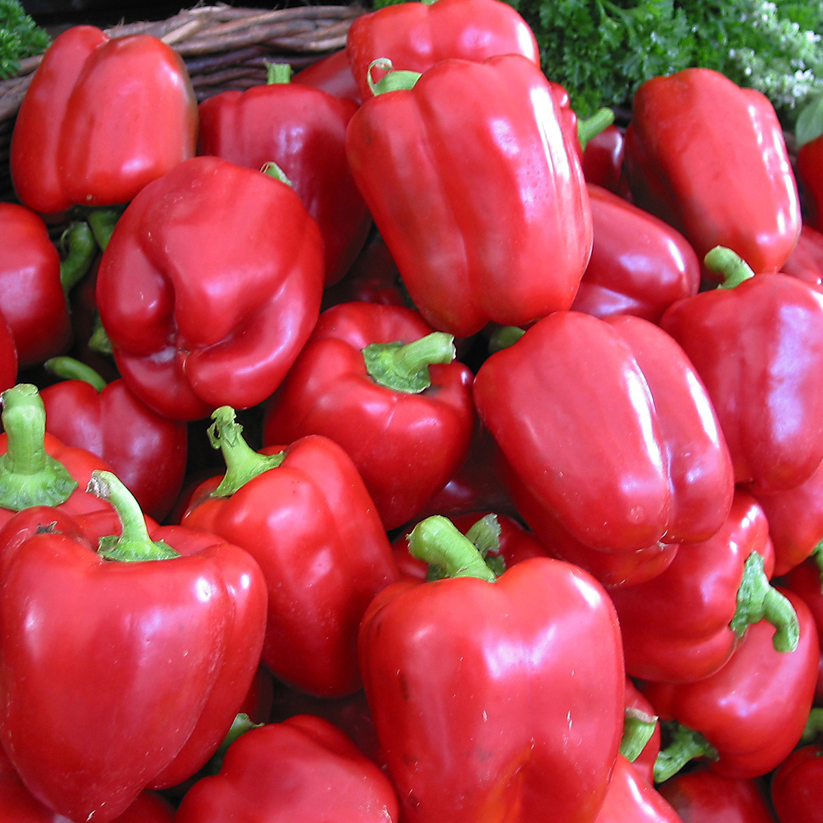 Poivron Yolo Wonder - BIO