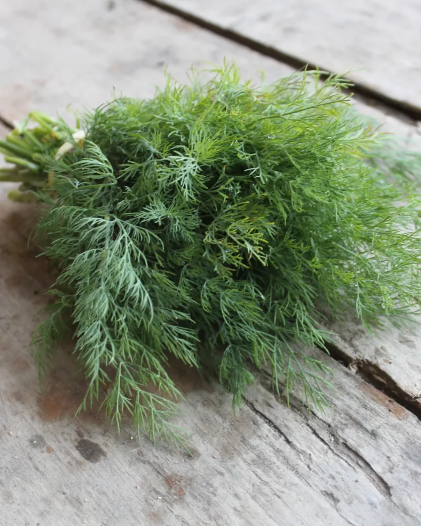 Bouquet d'aneth Tetra frais sur une table en bois
