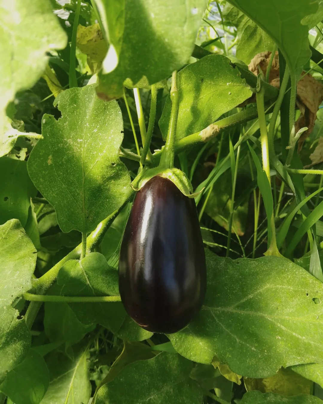 Aubergines Meronda brillantes sous le feuillage
