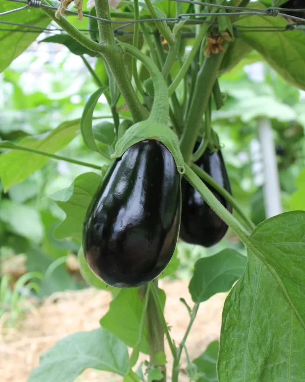 Aubergine Meronda violette sur le plant