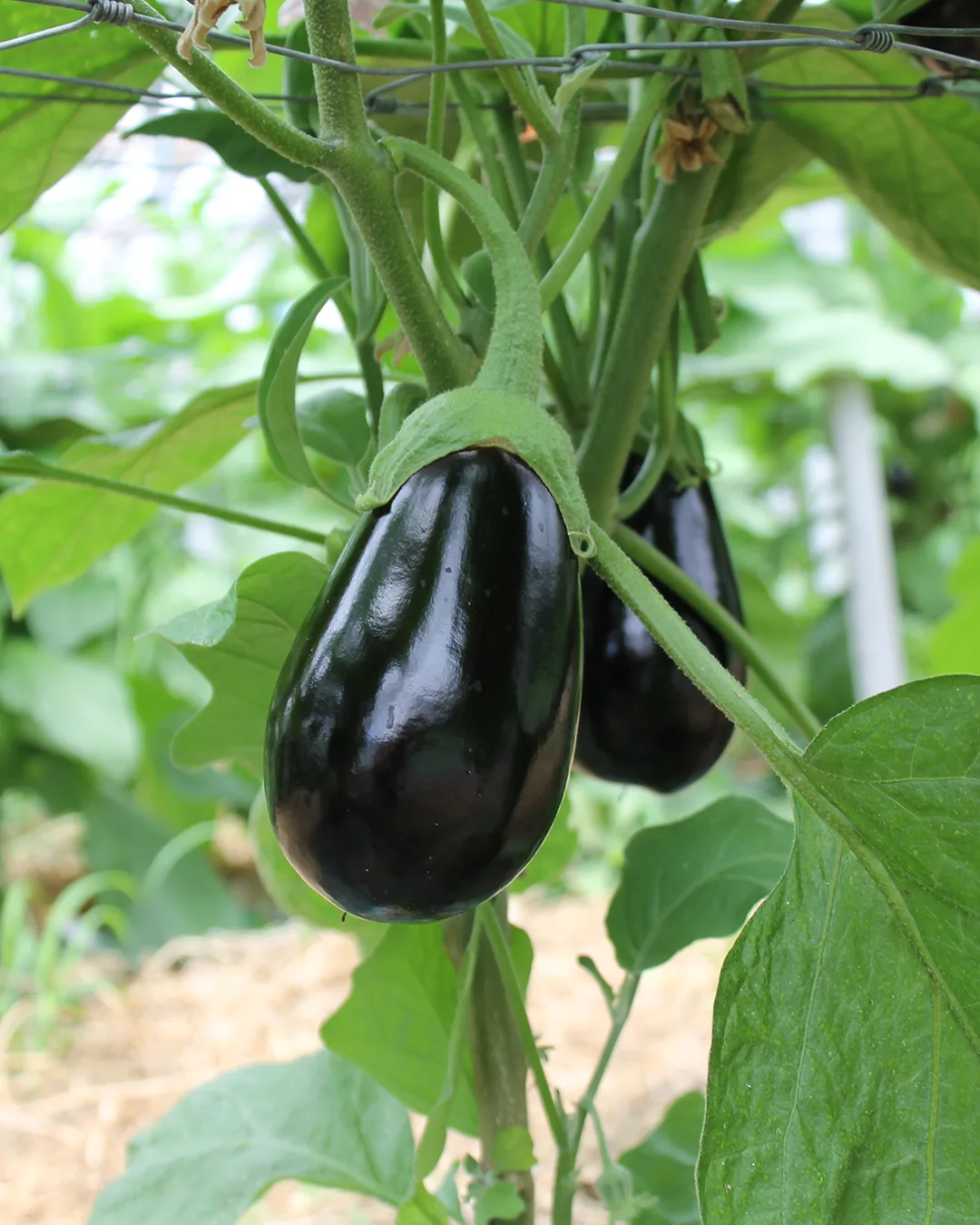 Aubergine Meronda violette sur le plant