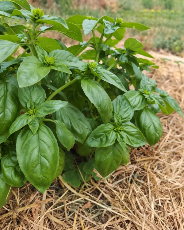 Plant de basilic à grandes feuilles sur paillage