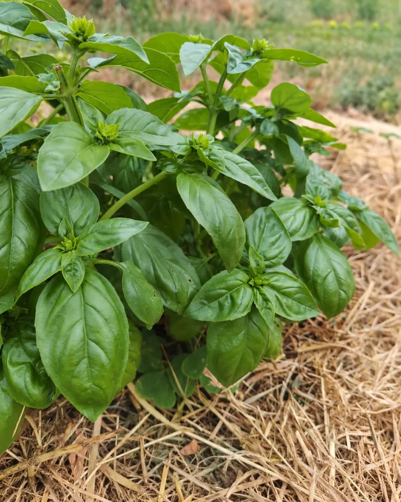 Plant de basilic à grandes feuilles sur paillage
