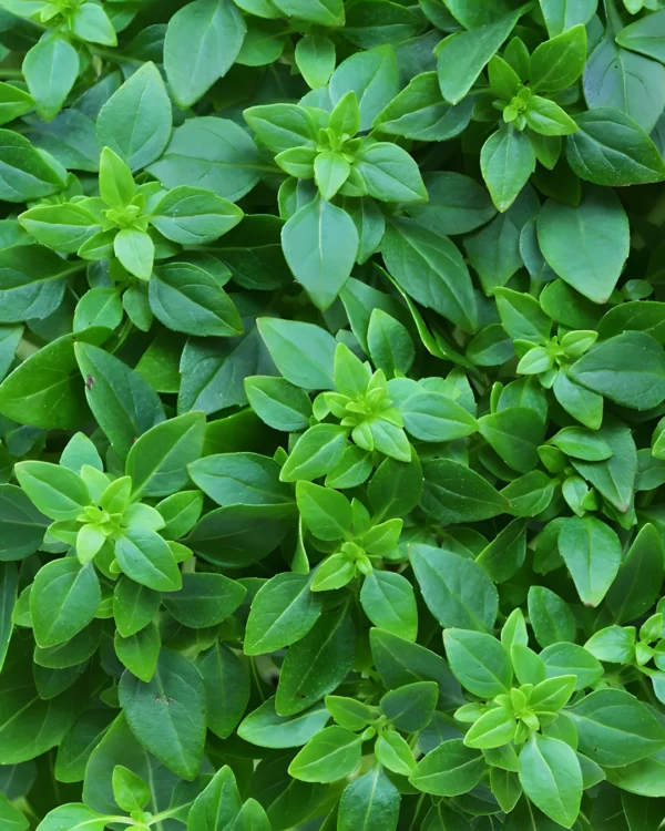 Feuillage dense de basilic grec à petites feuilles
