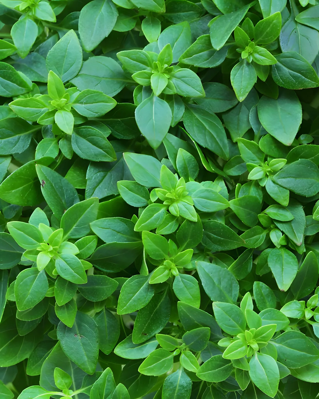 Feuillage dense de basilic grec à petites feuilles