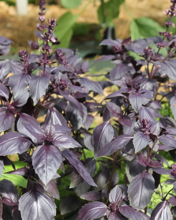 Plants de basilic pourpre en fleurs