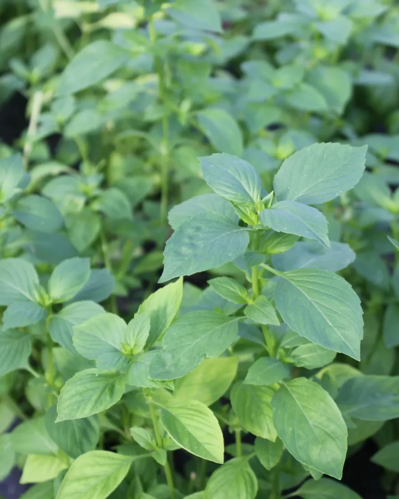 Feuillage de basilic thaï au potager