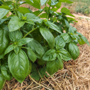 Basilic à Grandes Feuilles - BIO