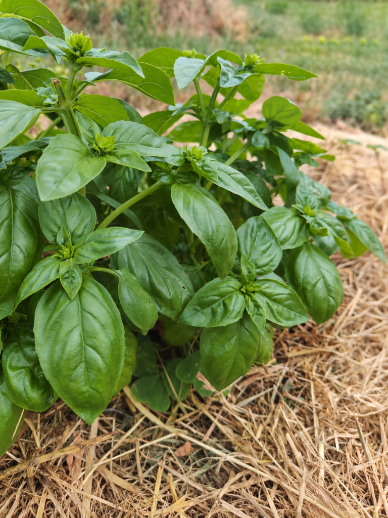 Basilic à Grandes Feuilles - BIO