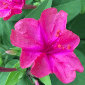 Belle de Nuit Rose - BIO