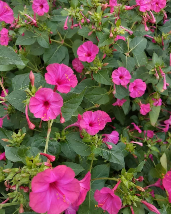 Fleurs de belle de nuit rose fuchsia
