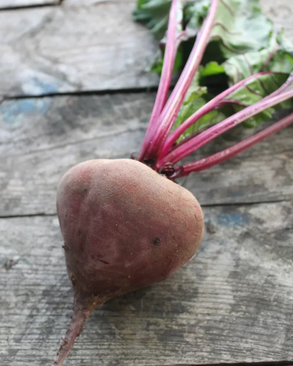 Betterave rouge Gesche fraîchement récoltée sur une table en bois