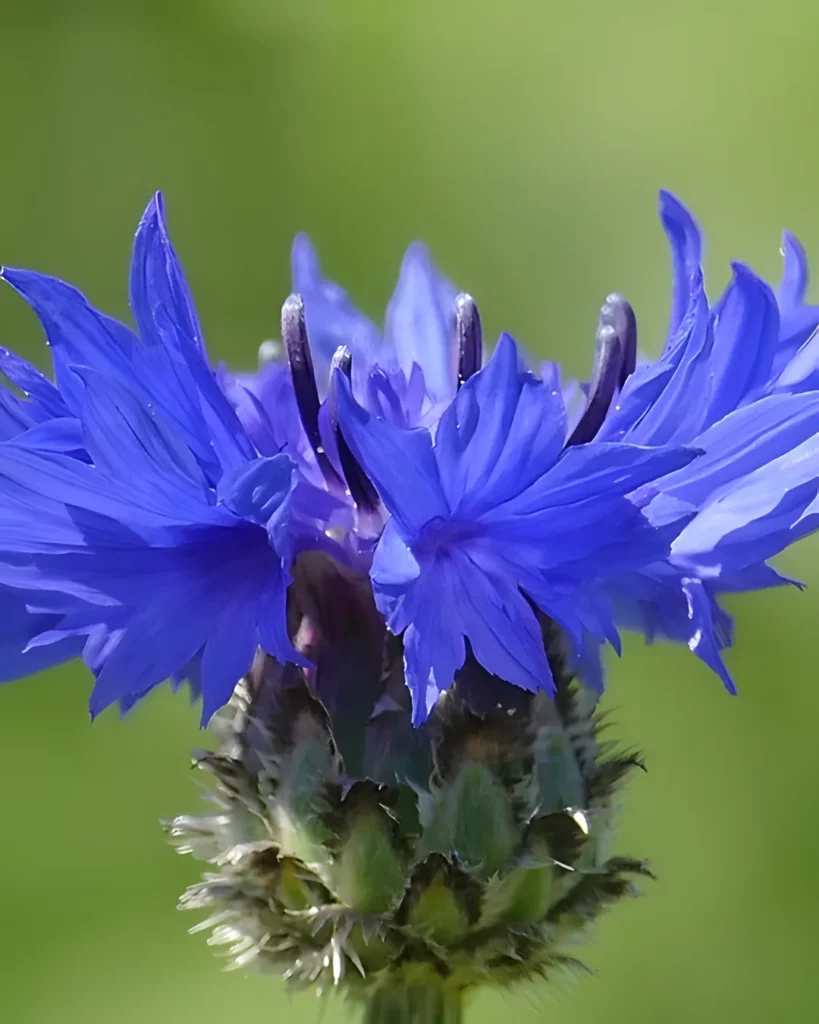 Fleur de bleuet bleu en gros plan