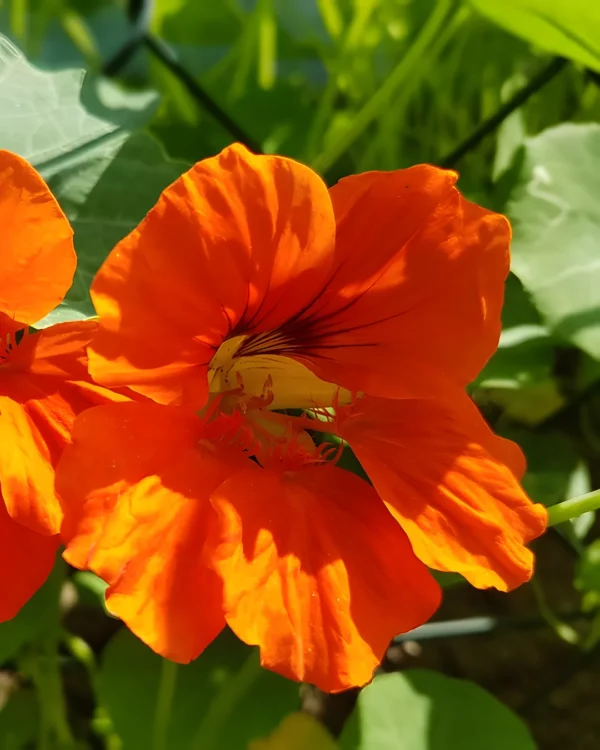 Fleur orange de capucine grimpante