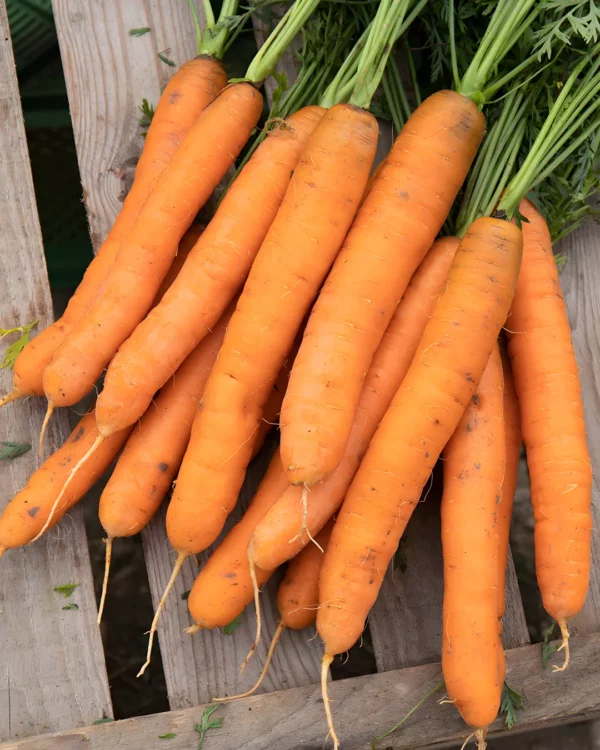 Botte de carottes Dolciva orange sur une cagette