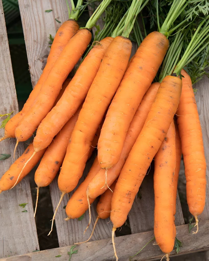 Botte de carottes Dolciva orange sur une cagette