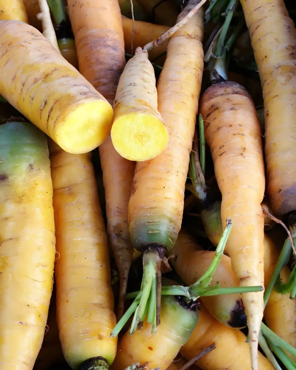 Carottes jaunes du Doubs, dont une coupée