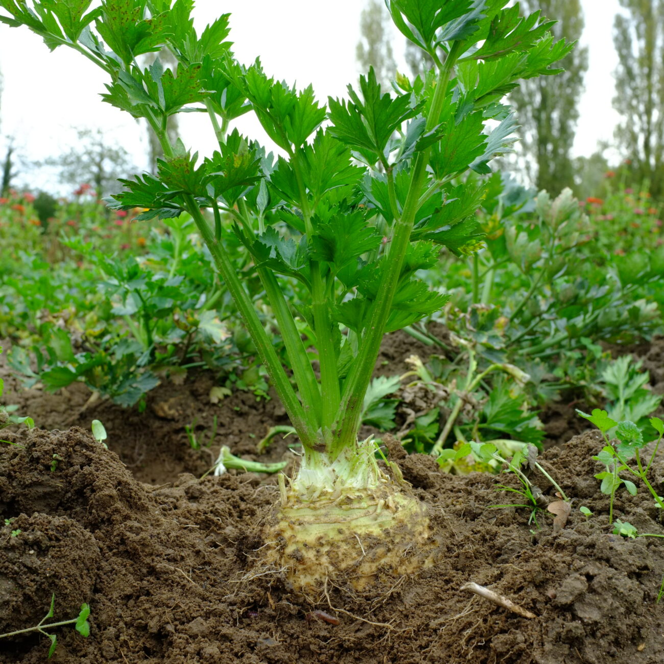 Legume Rave Légumes Racines - Terraseme