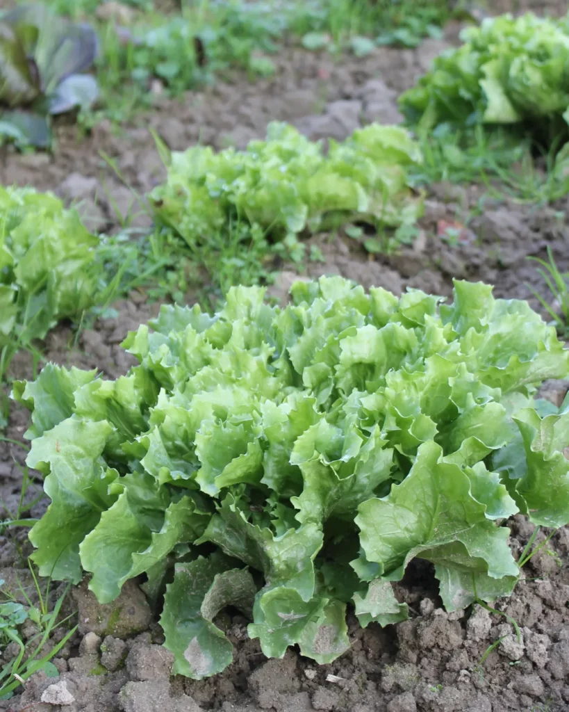 Rangs de chicorée frisée Bubikopf au potager