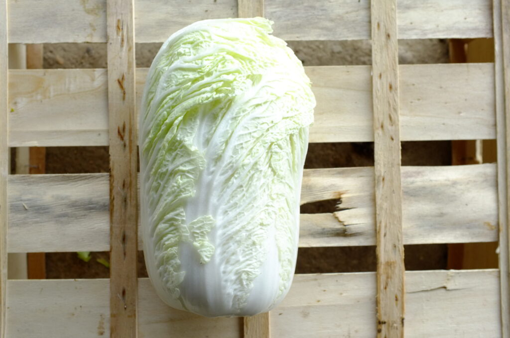 Chou de Chine - BIO