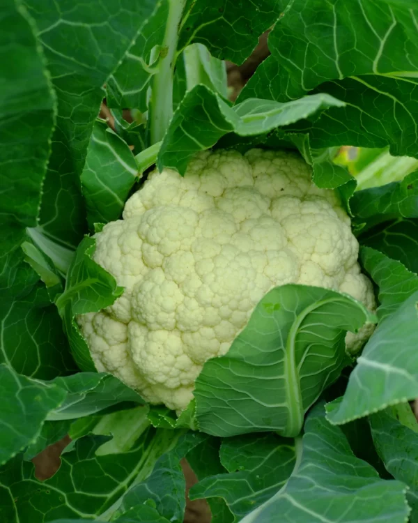 Chou-fleur Neckarperle blanc dans son feuillage