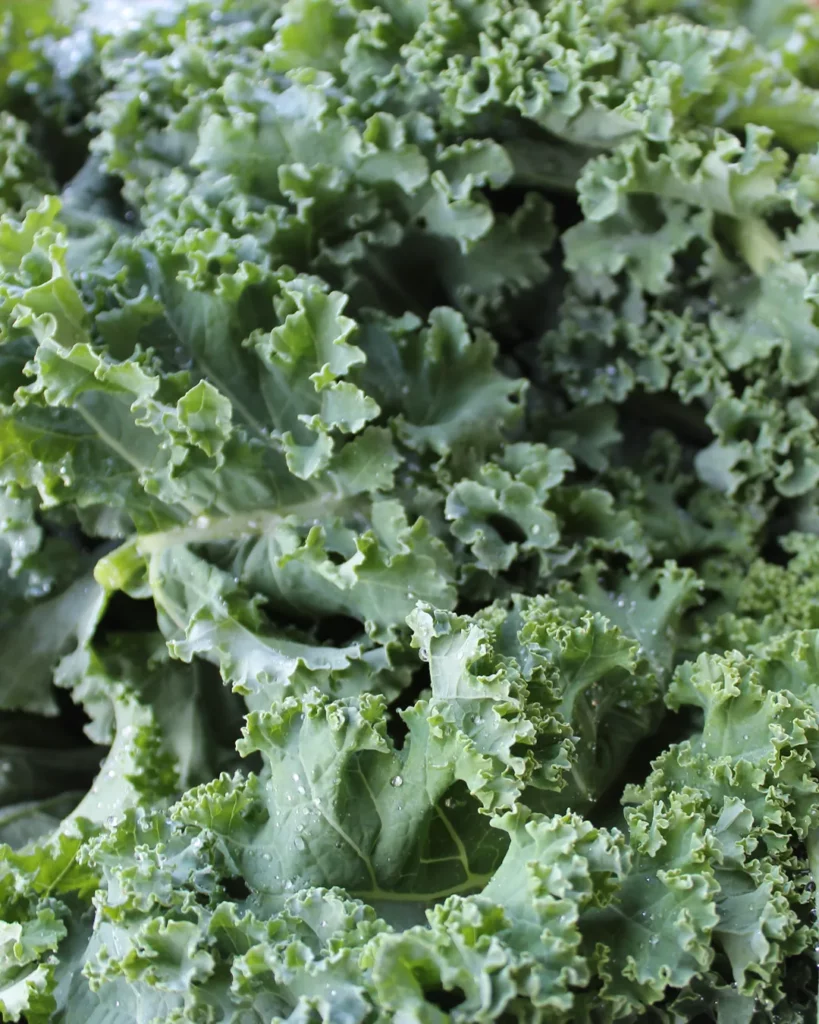 Feuilles frisées de chou kale Halbhoher Grüner Krauser