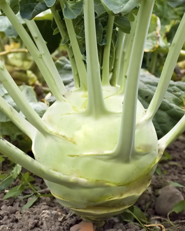 Chou-rave Superschmelz vert pâle au potager