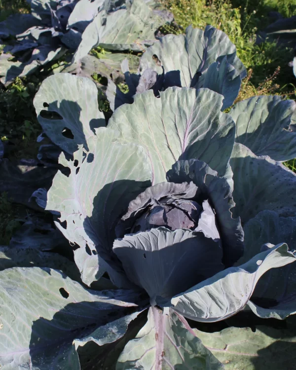 Chou rouge Rodynda au potager