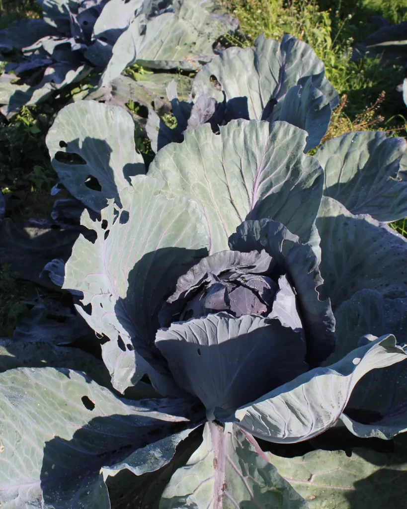 Chou rouge Rodynda au potager