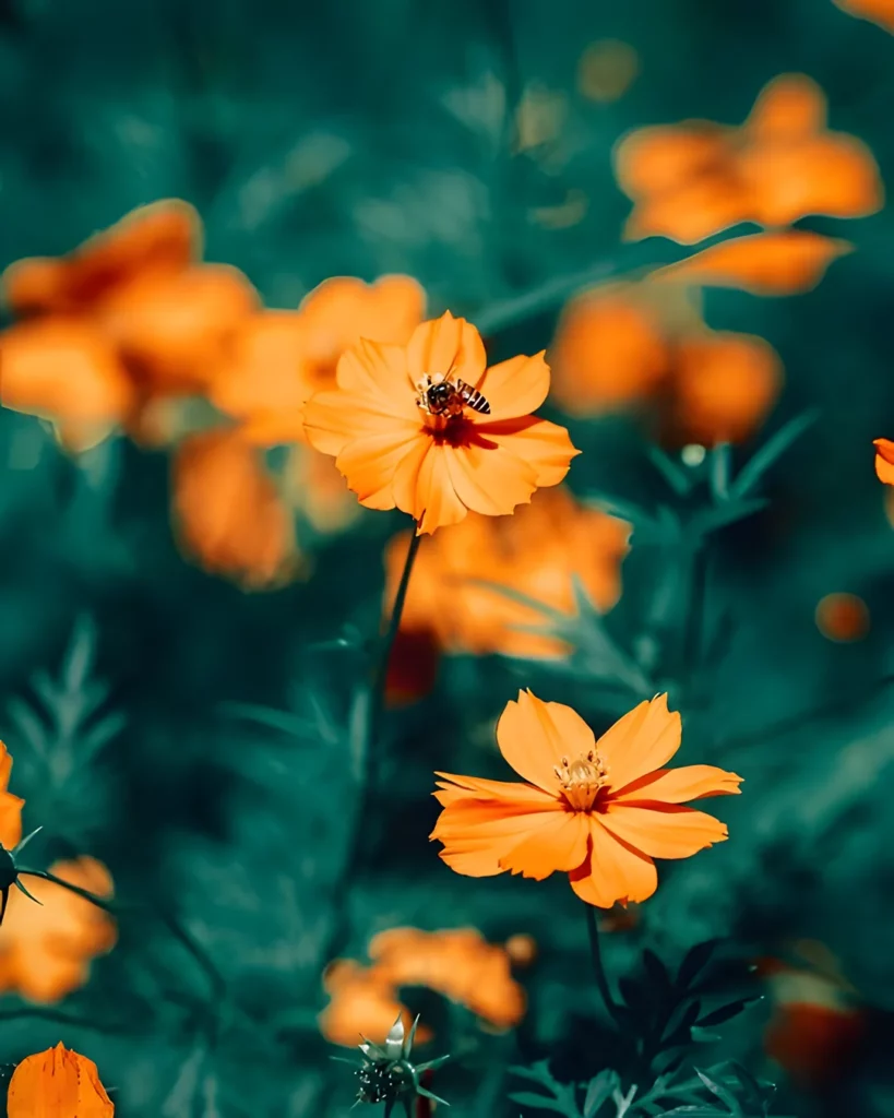 Fleurs de cosmos orange