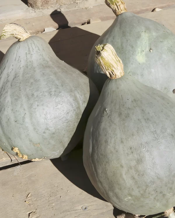 Courges Blue Ballet à peau gris-bleu